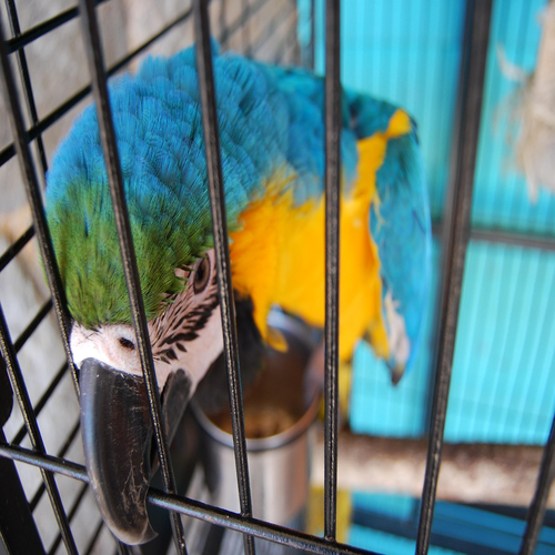 https://FoxyEaglePetCenter.com